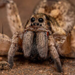 Close-up of a wolf spider with hairy legs and multiple eyes, poised on a textured surface. A small insect is visible to the left of this fascinating creature. The blurred brownish background enhances the dramatic scene, perfect for learning interesting facts about their behavior.