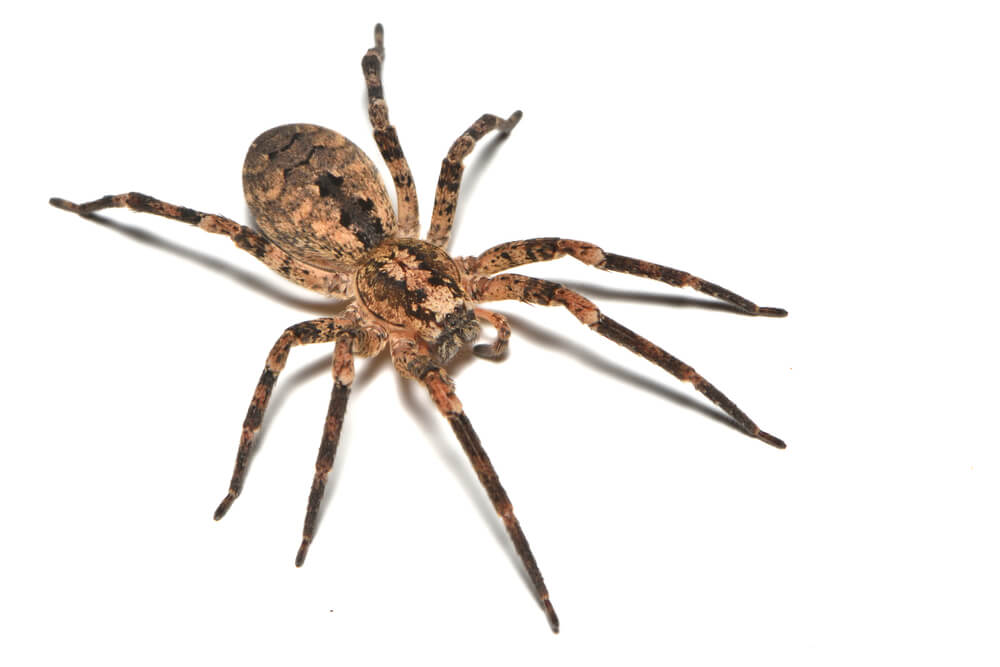 A close-up image of a brown wolf spider with a patterned body and eight legs, fanned out on a clean white background.