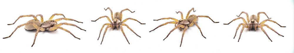 Four brown spiders, resembling wolf spiders, are shown on a white background in various poses. Each spider boasts eight legs and a textured body, with slight variations in orientation and leg positioning. Remember, for safety tips: always observe these creatures from a distance.