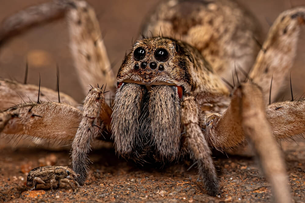 Close-up of a wolf spider with hairy legs and multiple eyes, poised on a textured surface. A small insect is visible to the left of this fascinating creature. The blurred brownish background enhances the dramatic scene, perfect for learning interesting facts about their behavior.