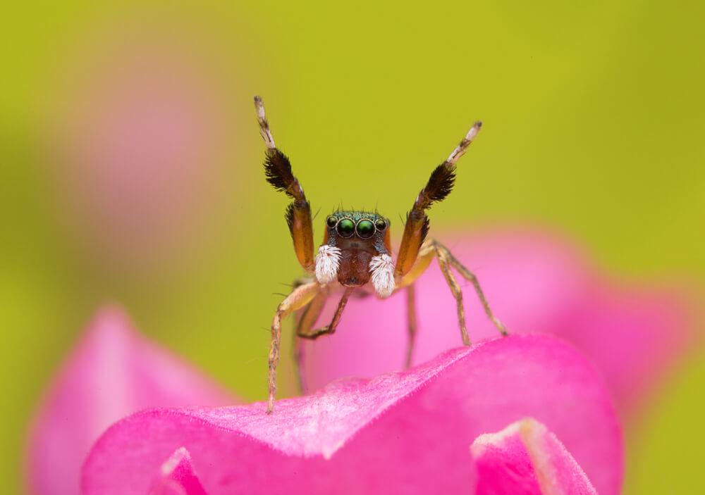 A small jumping spider with raised front legs stands on a bright pink petal against a blurred green background. Its large eyes and detailed features are prominently visible, showcasing the fascinating behavior of these tiny creatures.