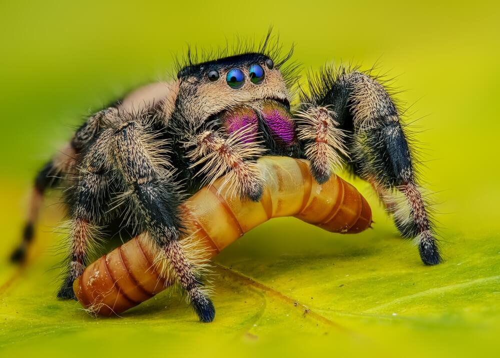 A close-up of a jumping spider showcases its vibrant colors and fluffy legs, capturing its natural behavior as it holds a mealworm on a bright green leaf. The spider's purple markings near its mouth stand out, illustrating a fascinating aspect of its habitat.