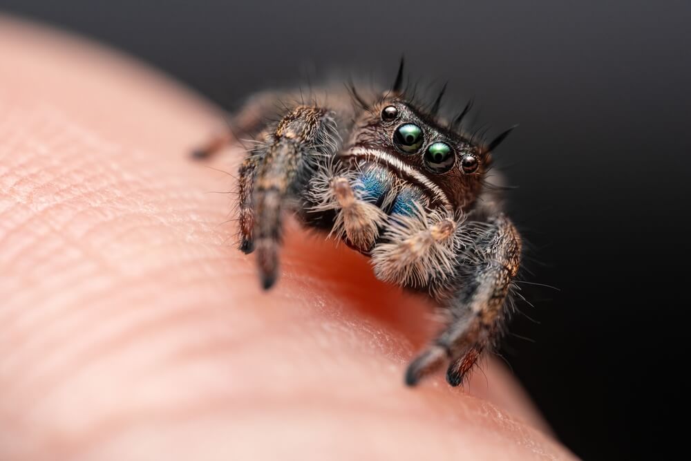 Close-up of a jumping spider with hairy legs and vibrant green eyes perched on a human finger, showcasing its unique behavior. The spider's detailed features, including its blue markings, stand out brilliantly against a blurred background.