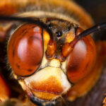 Close-up of a hornet's face, showing large, reddish compound eyes, fuzzy texture around the head, and prominent antennae. The rich golden hues and intricate details bear a striking resemblance to Cicada Killer Wasps, emphasizing their fascinating yet formidable presence.