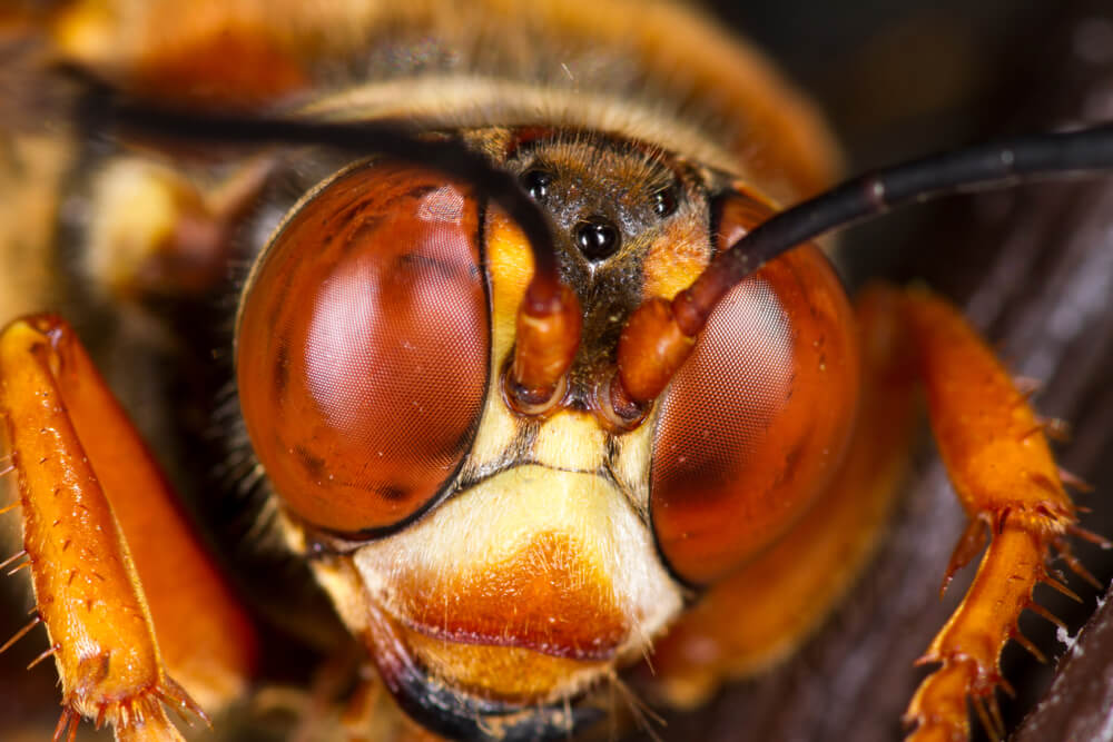 Close-up of a hornet's face, showing large, reddish compound eyes, fuzzy texture around the head, and prominent antennae. The rich golden hues and intricate details bear a striking resemblance to Cicada Killer Wasps, emphasizing their fascinating yet formidable presence.