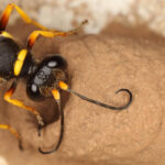 A close-up image captures a black and yellow mud dauber wasp, one of nature's skilled builders, perched gracefully on its brown, textured mud nest. The wasp's slender body and curved antennae are prominently visible as it rests calmly on the nest’s surface.