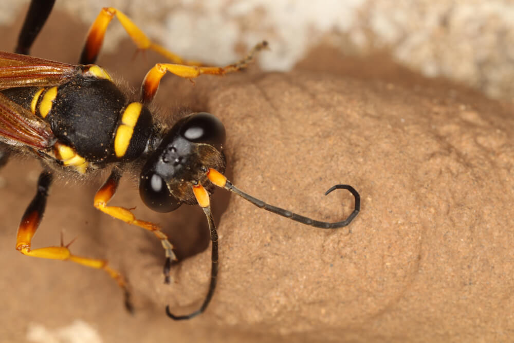 A close-up image captures a black and yellow mud dauber wasp, one of nature's skilled builders, perched gracefully on its brown, textured mud nest. The wasp's slender body and curved antennae are prominently visible as it rests calmly on the nest’s surface.