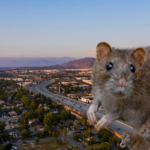 A group of five large rats is digitally placed over a city landscape with houses, roads, and mountains in the distance, under a clear sky. The main rat is prominently in the foreground, while four smaller rats are clustered nearby.